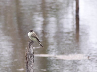 20200118 - Lake Betz - Eastern Phoebe