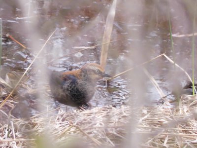 20200118 - Lake Betz - Female Grackle