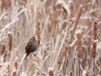 20200118 - Lake Betz - Female Red-winged Blackbird 1