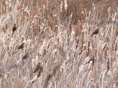 20200118 - Lake Betz - Female Red-winged Blackbird 2