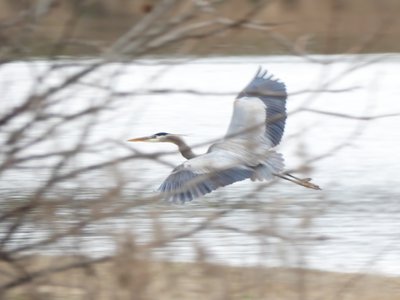 20200118 - Lake Betz - Great Blue Heron