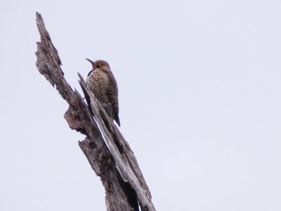 20200118 - Lake Betz - Northern Flicker 1