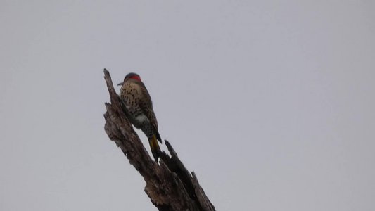 20200118 - Lake Betz - Northern Flicker 2