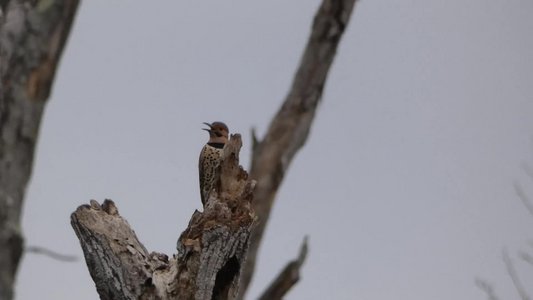 20200118 - Lake Betz - Northern Flicker 3