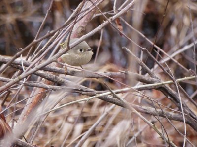 20200118 - Lake Betz - Ruby-crowned Kinglet