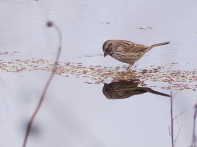 20200118 - Lake Betz - Song Sparrow 1