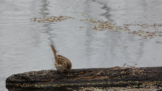 20200118 - Lake Betz - Song Sparrow 2