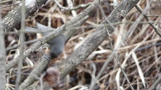 20200118 - Lake Betz - Tufted Titmouse