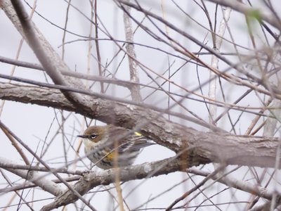 20200118 - Lake Betz - Yellow-rumped Warbler 1