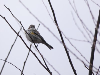 20200118 - Lake Betz - Yellow-rumped Warbler 2