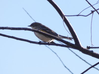 20200126 - Prairie Ridge - Yellow-rumped Warbler