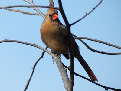 20200126 - Raulston Arboretum - Female Cardinal