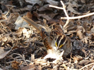 20200126 - Raulston Arboretum - White-throated Sparrow