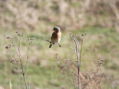 20200126 - Schenck Forest - Eastern Bluebird