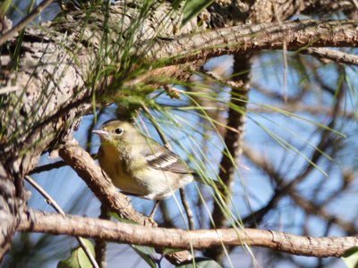 20200126 - Schenck Forest - Pine Warbler 1