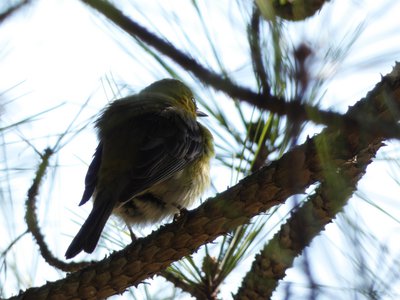 20200126 - Schenck Forest - Pine Warbler 2