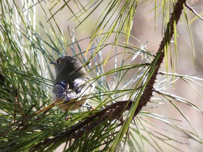 20200126 - Schenck Forest - Ruby-crowned Kinglet