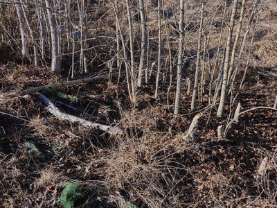 20200202 - Lake Betz - Beaver worksite