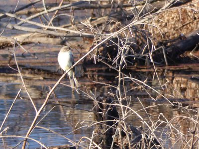 20200202 - Lake Betz - Eastern Phoebe