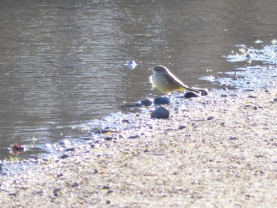 20200202 - Lake Betz - Palm Warbler