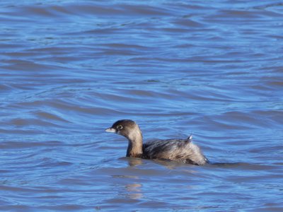 20200202 - Lake Betz - Pied-billed Grebe