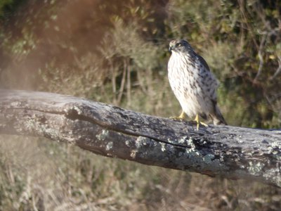 20200202 - Lake Betz - Sharp-shinned Hawk 2