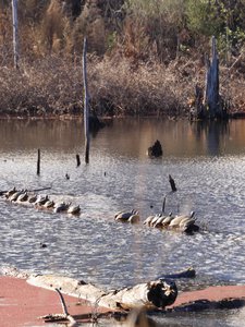 20200202 - Lake Betz - Turtles