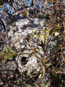 20200202 - Lake Betz - Wasp Nest