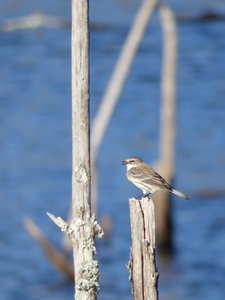 20200202 - Lake Betz - Yellow-rumped Warbler 1