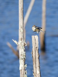 20200202 - Lake Betz - Yellow-rumped Warbler 2