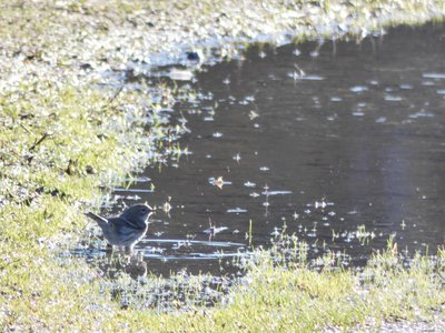 20200202 - Lake Betz - Yellow-rumped Warbler 3