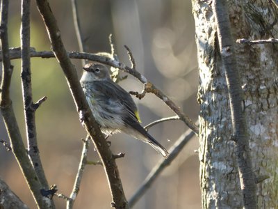 20200202 - Lake Betz - Yellow-rumped Warbler 35