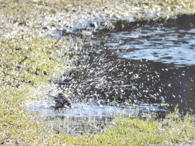 20200202 - Lake Betz - Yellow-rumped Warbler 4