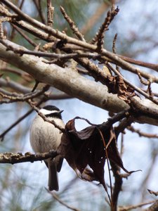 20200215 - Forest Ridge - Carolina Chickadee 1