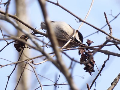 20200215 - Forest Ridge - Carolina Chickadee 2