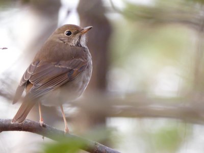 20200215 - Forest Ridge - Hermit Thrush 1