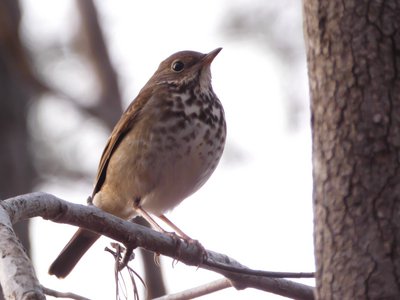 20200215 - Forest Ridge - Hermit Thrush 2