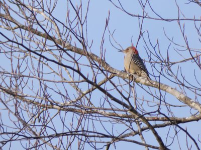 20200215 - Forest Ridge - Red-Bellied Woodpecker 1