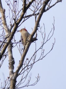 20200215 - Forest Ridge - Red-bellied Woodpecker 2