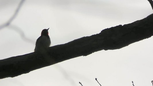 20200215 - Forest Ridge - Red-headed Woodpecker