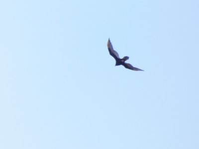 20200215 - Horseshoe Farm Nature Preserve - Black Vulture