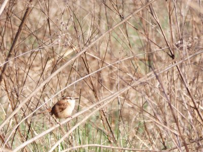 20200215 - Horseshoe Farm Nature Preserve - Carolina Wren