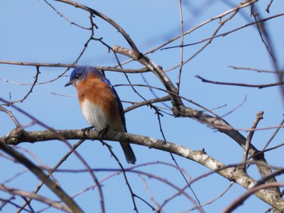 20200215 - Horseshoe Farm Nature Preserve - Eastern Bluebird