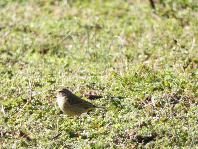 20200215 - Horseshoe Farm Nature Preserve - Palm Warbler