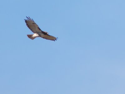 20200215 - Horseshoe Farm Nature Preserve - Red-tailed Hawk 1