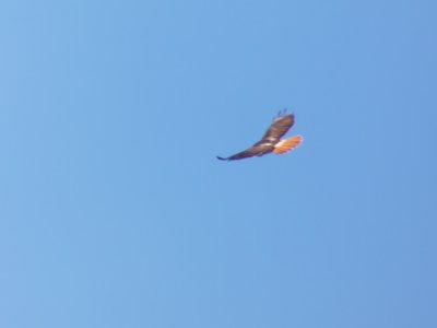 20200215 - Horseshoe Farm Nature Preserve - Red-tailed Hawk 2