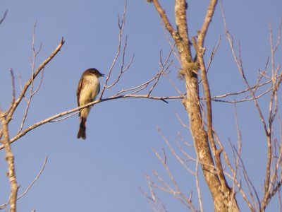 20200301 - Lake Betz - Eastern Phoebe 1