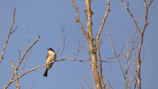 20200301 - Lake Betz - Eastern Phoebe 2