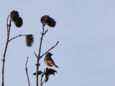 20200301 - Lake Betz - Female Red-winged Blackbird