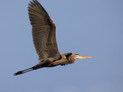 20200301 - Lake Betz - Great Blue Heron 1